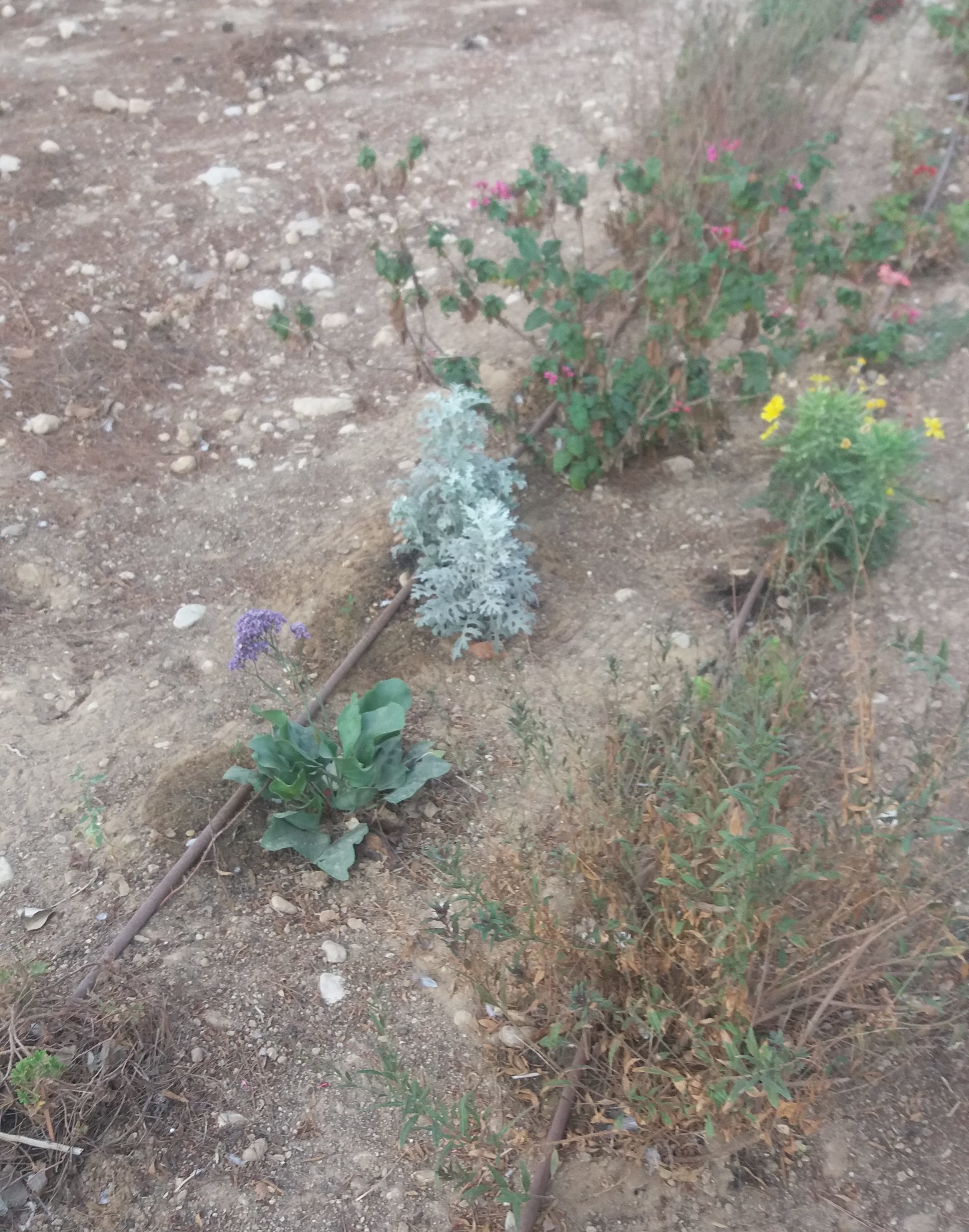 Irrigazione a goccia nel deserto del Neghev